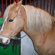 Haflinger tess