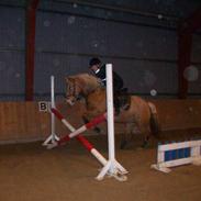 Haflinger tess