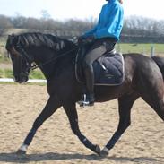 Welsh Cob (sec D) Solvanggårds Diadem SOLGT