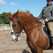 Anden særlig race Rosalia