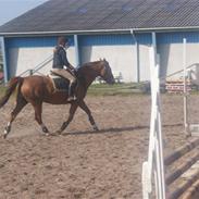 Anden særlig race Rosalia