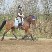 Dansk Varmblod Carbello