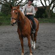 Anden særlig race Pilgrim - tidligere part