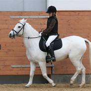 Anden særlig race Perle