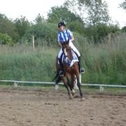 Westfaler Attache <3 *SOLGT*