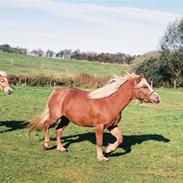 Haflinger Hestlunds Holly