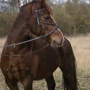 Welsh Cob (sec D) Rob Roy