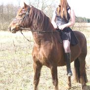 Welsh Cob (sec D) Rob Roy