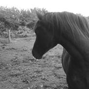 Welsh Cob (sec D) Rob Roy