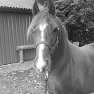 Welsh Cob (sec D) Rob Roy