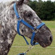Appaloosa Benno  Solgt :'(  <3