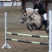 Fjordhest Leonardo *Mit alt!*