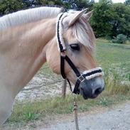 Fjordhest Leonardo *Mit alt!*