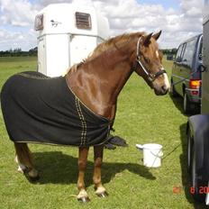 Welsh Pony (sec B) Avalon