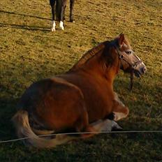 Anden særlig race lone<3 R.I.P.