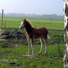 Welsh Pony af Cob-type (sec C) Finess