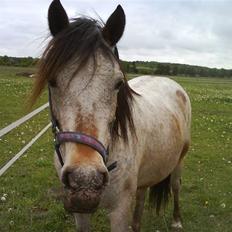Welsh Mountain (sec A) Sunflower
