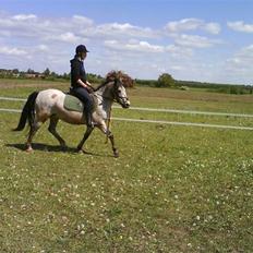 Welsh Mountain (sec A) Sunflower