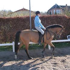 Anglo Araber (AA) Valention
