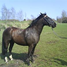 Traver Vindinggaards vikctoria