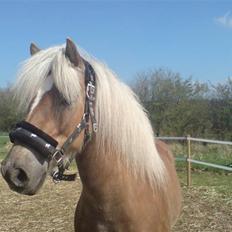 Haflinger tippy " SOLGT "