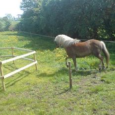 Haflinger tippy " SOLGT "
