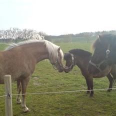 Haflinger tippy " SOLGT "
