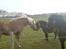 Haflinger tippy " SOLGT "