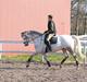 Dansk Varmblod Thordahls Casjus