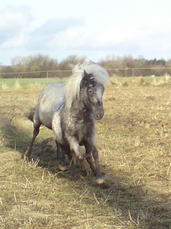 Shetlænder Tarpans Slut (R.I.P) billede 17