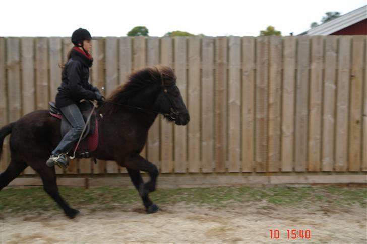 Islænder Ullinn fra Trappehaven billede 8