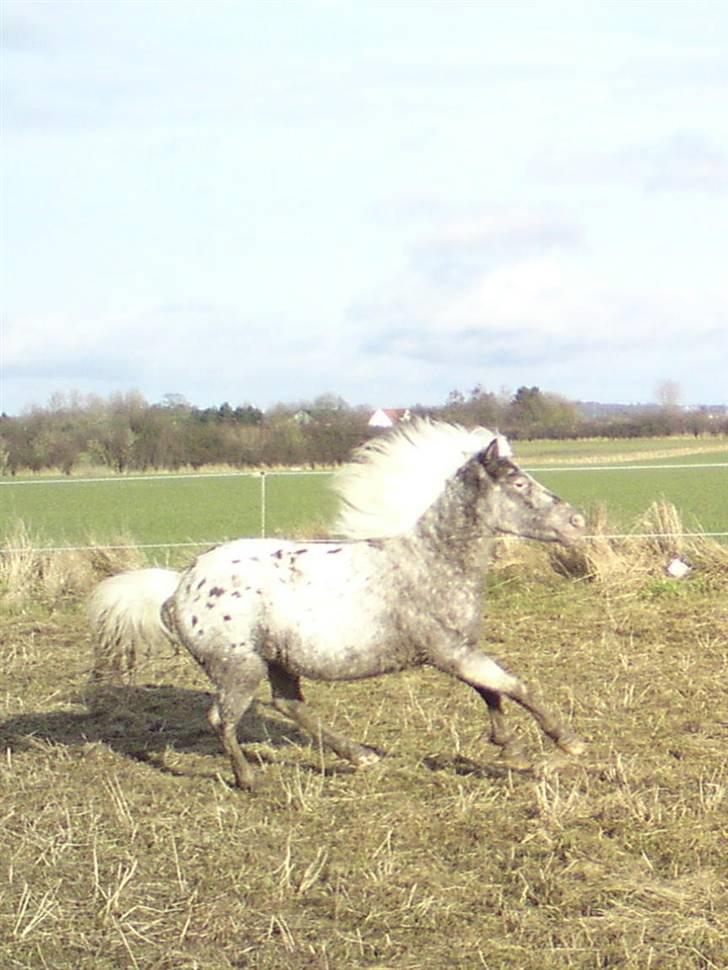 Shetlænder Tarpans Slut (R.I.P) billede 18