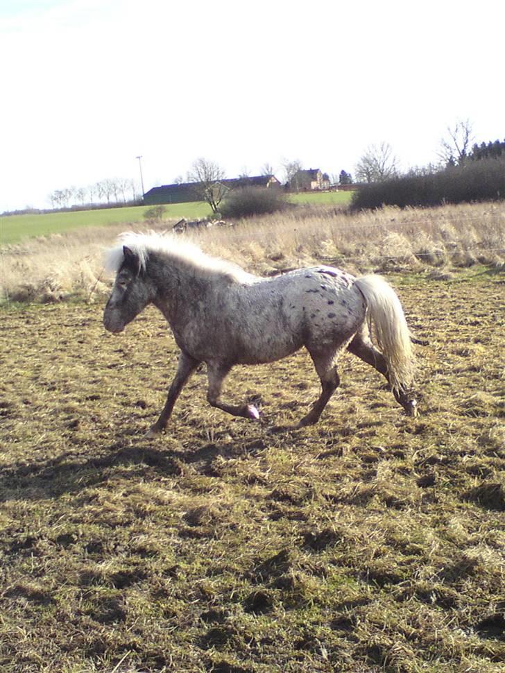 Shetlænder Tarpans Slut (R.I.P) billede 19