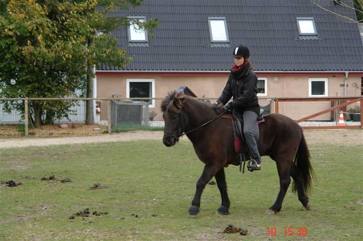 Islænder Ullinn fra Trappehaven billede 9
