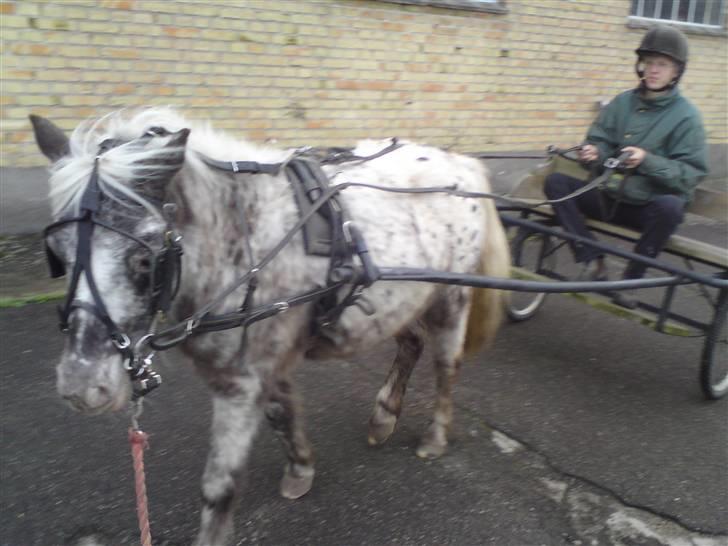 Shetlænder Tarpans Slut (R.I.P) billede 20