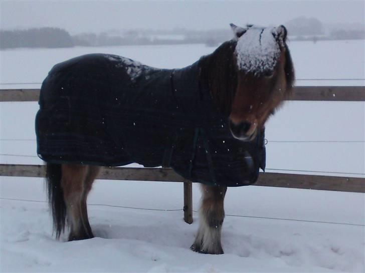 Islænder Svarri fra Sennels Hede  billede 12