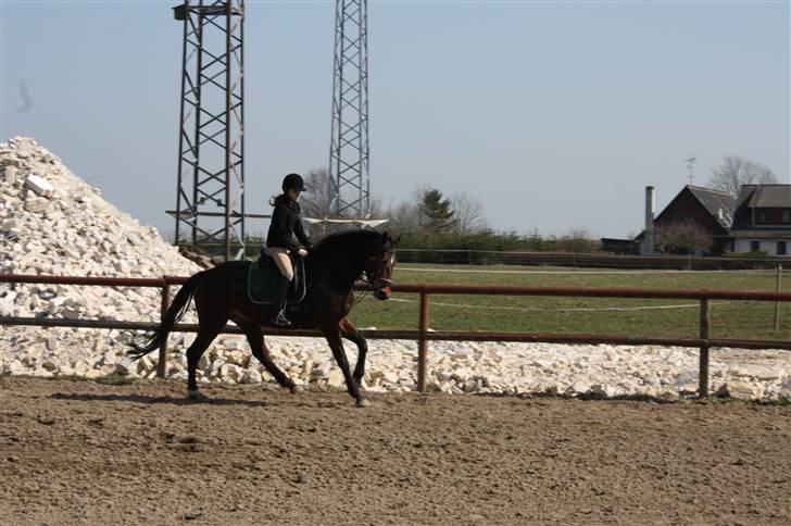 Anden særlig race Brahsal's City Glam_SOLGT - City og Zarina april 2009 billede 9