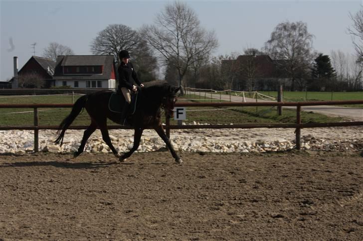 Anden særlig race Brahsal's City Glam_SOLGT billede 10