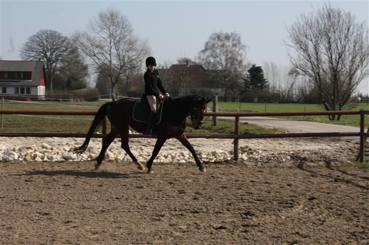 Anden særlig race Brahsal's City Glam_SOLGT billede 11