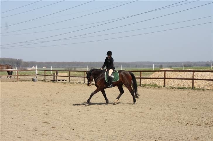 Anden særlig race Brahsal's City Glam_SOLGT billede 12