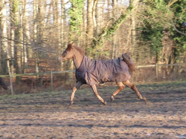 New Forest     Brentebjergs Zidane<3 - vilddyret Zidane ;) billede 15