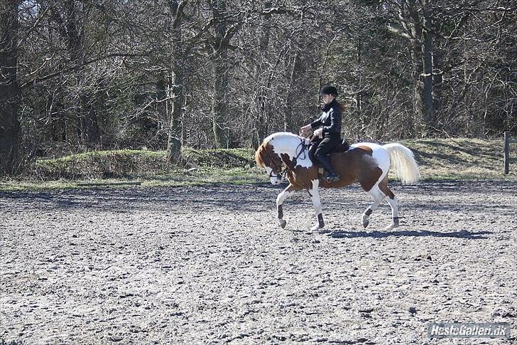 Pinto Saxo Højgård PIH 82 - Billede: 10
Julie-foto billede 5