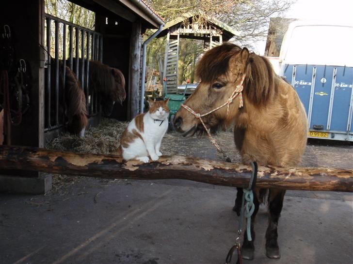 Islænder sóley fra Dalgård billede 7