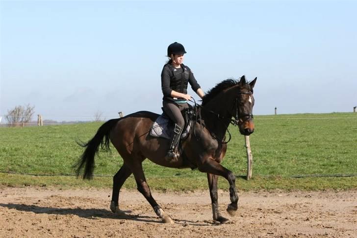 Westfaler Cincinnati billede 10