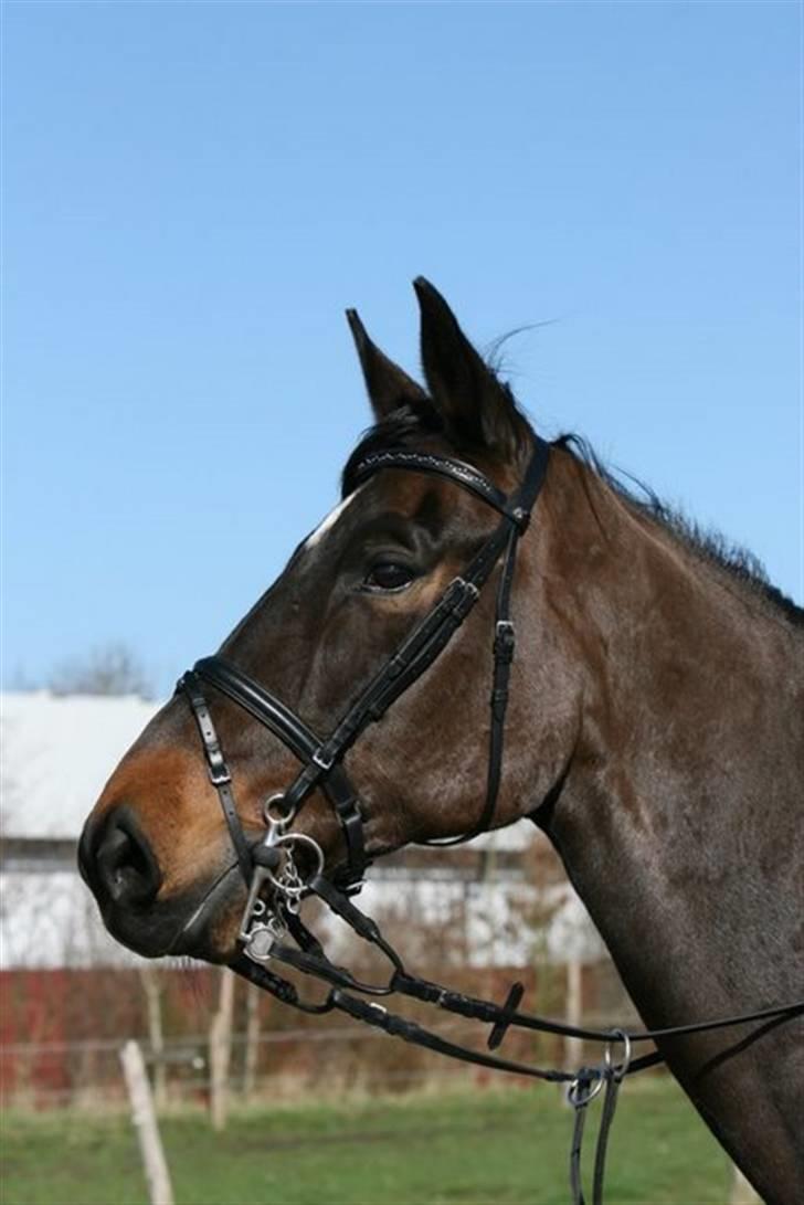 Westfaler Cincinnati billede 11