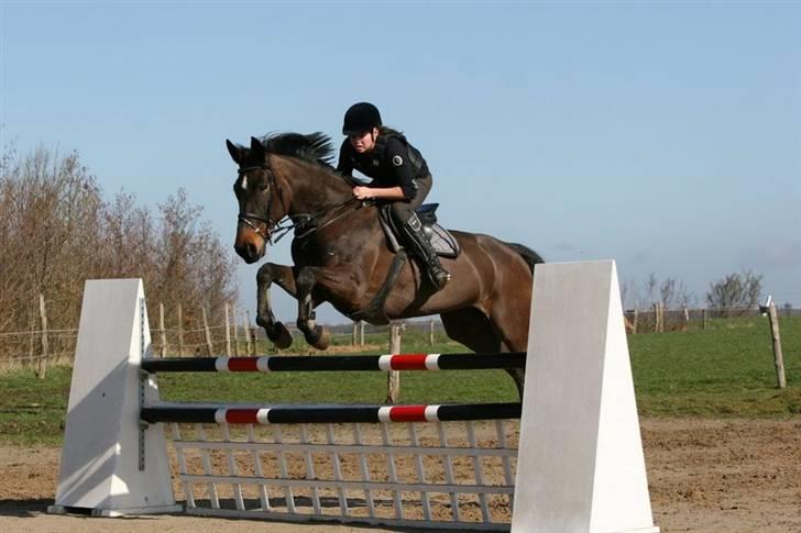 Westfaler Cincinnati billede 16