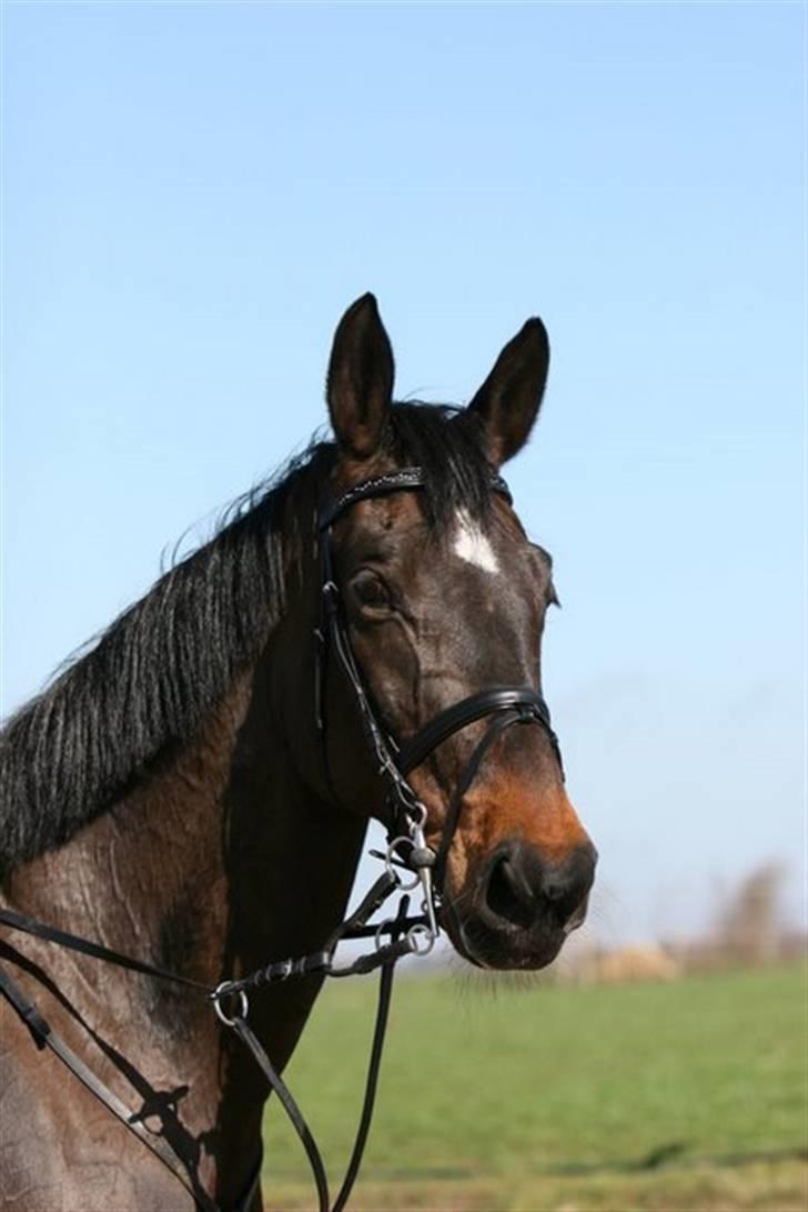 Westfaler Cincinnati billede 18