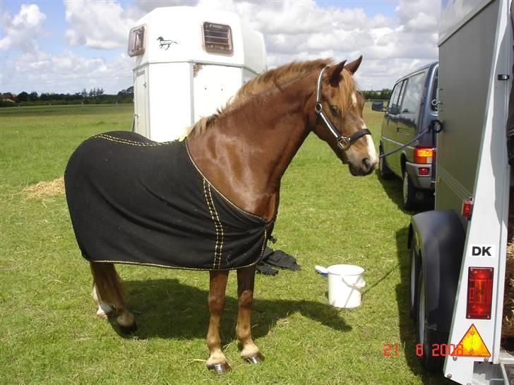 Welsh Pony (sec B) Avalon - første stævne ved traileren i Ribe <3 billede 3
