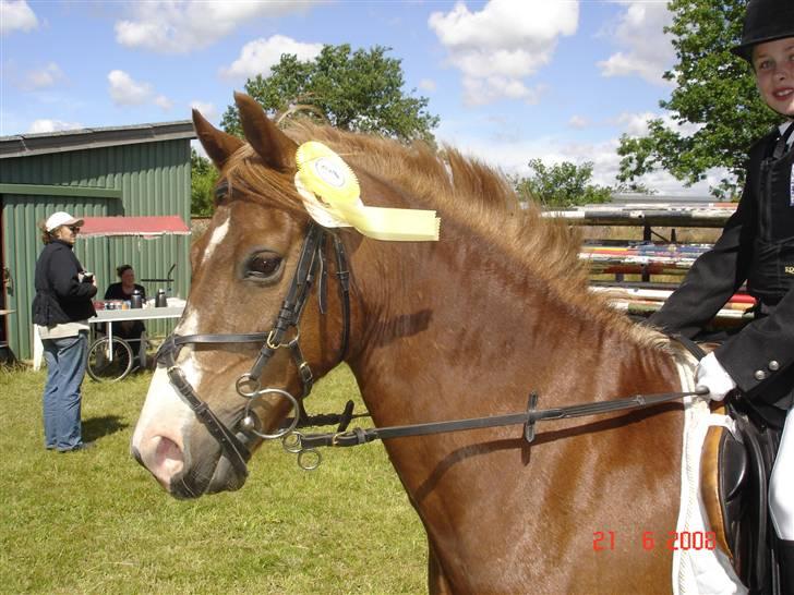Welsh Pony (sec B) Avalon - første stævne sammen <3 2008 billede 5