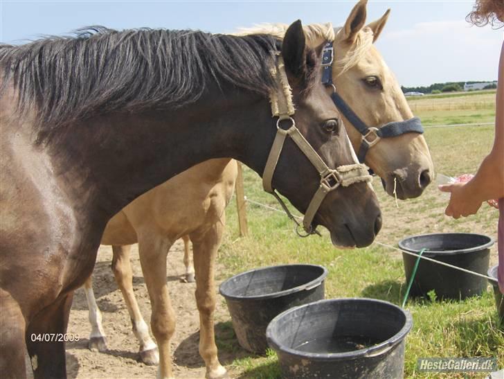 Palomino Kingo  - (emma s billede 10